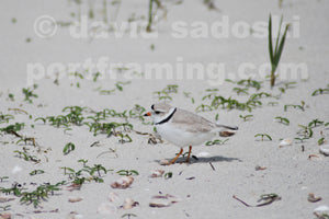PIPING PLOVER